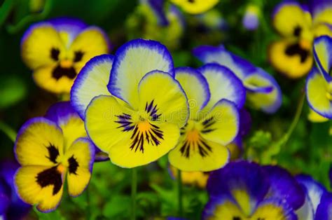 pictures of pansies|42,100+ Pansy Stock Photos, Pictures & Royalty .